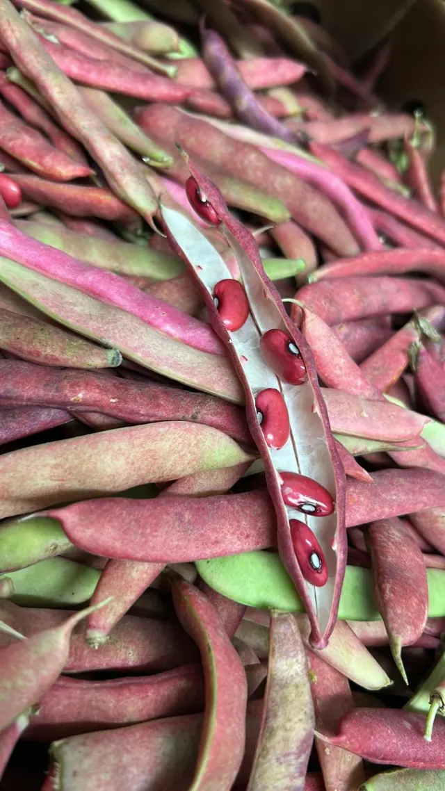 Frijol rojo en vaina / Red Beans in the Pod