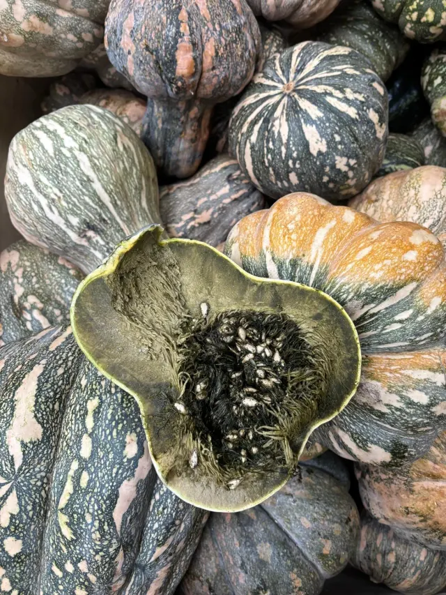 Calabaza ayote / Ayote Squash