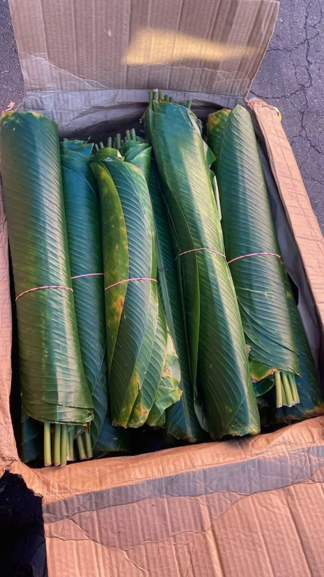 Hoja de machán / Machán Leaf