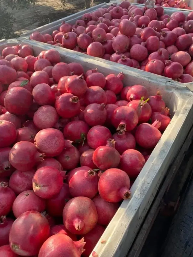 Granada Roja / Pomegranate