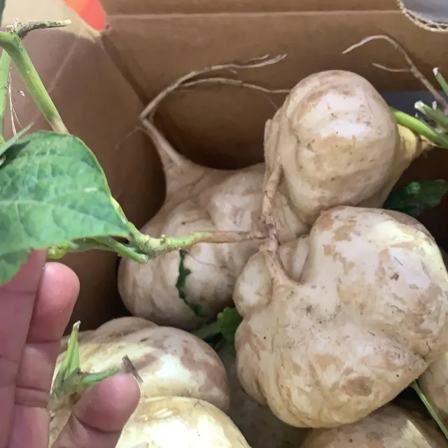 Jícama de agua / Jicama