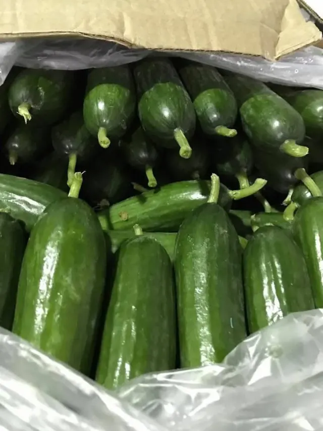 Pepino persa / Persian Cucumber