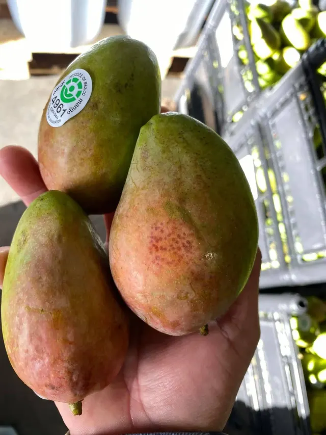 Mango sazón corriente / Mature Common Mango