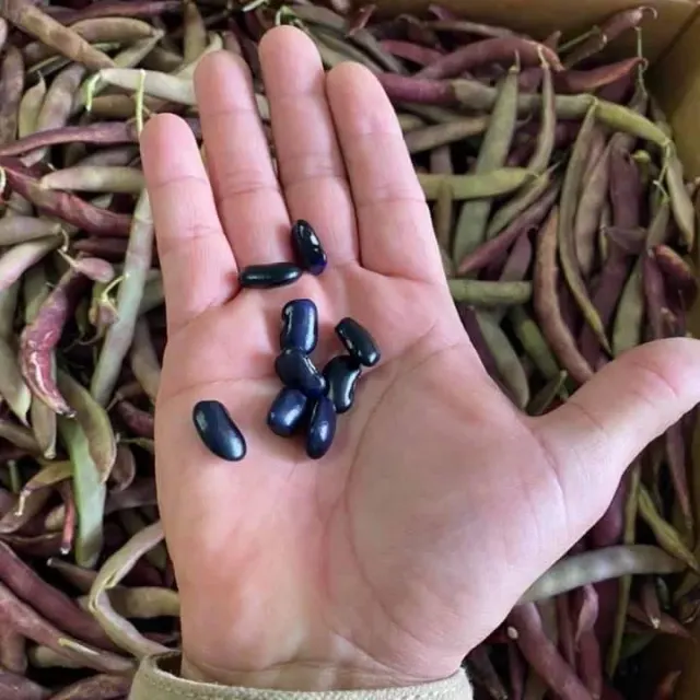 Frijol negro en vaina / Black Beans in the Pod