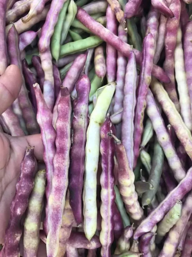 Ejote oaxaqueño / Oaxacan Green Bean