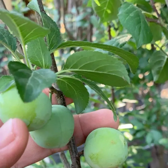 Ciruela agria / Sour Plum