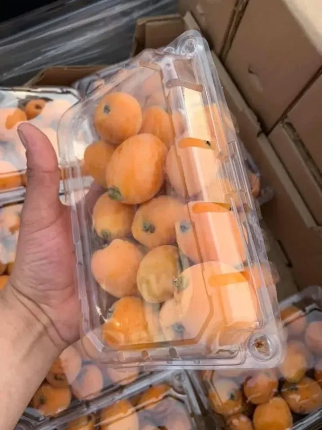 Níspero / Loquat