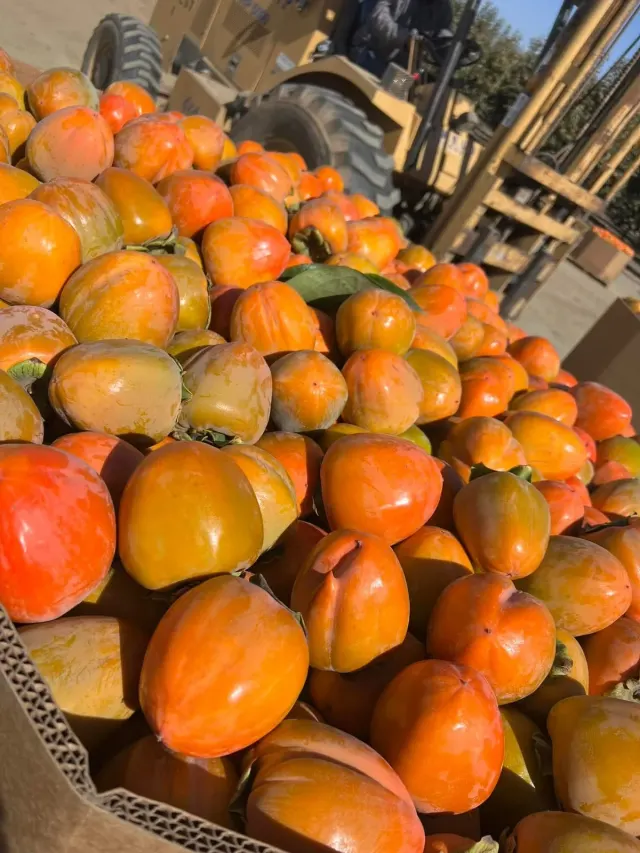 Persimonio Hachiya / Hachiya Persimmon