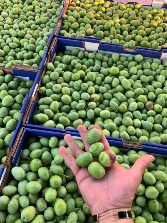 Aceituna fresca / Fresh Olives