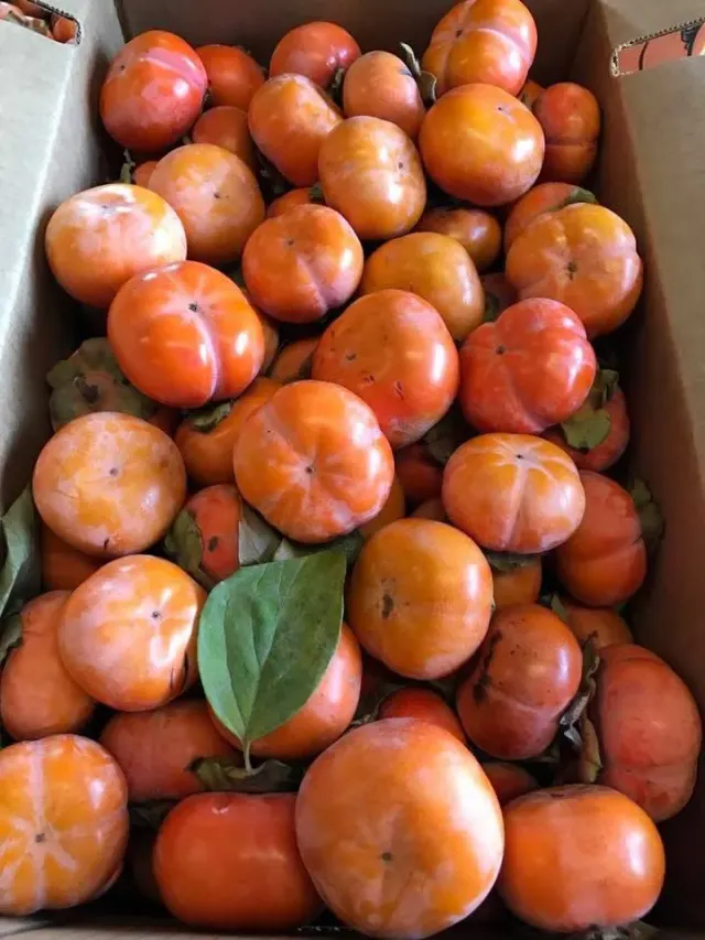 Persimonio Fuyu / Fuyu Persimmon