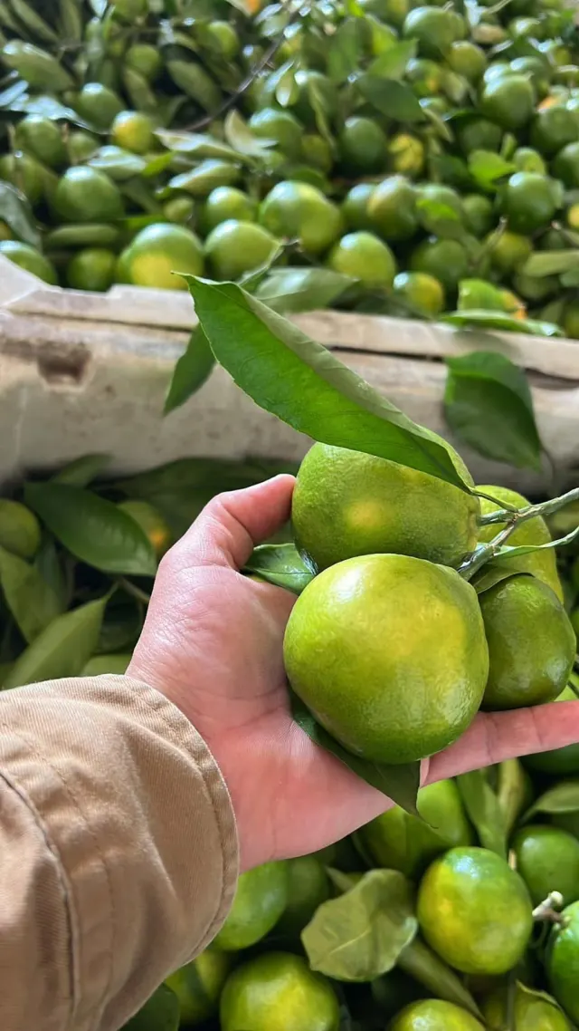 Mandarina satsuma verde / Green Satsuma