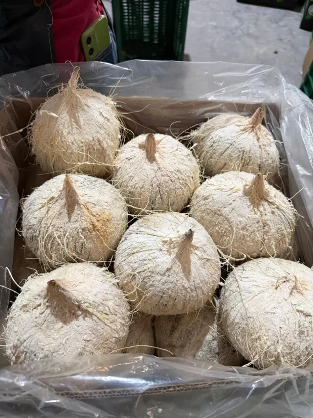 Coco Pelado / Peeled Coconut