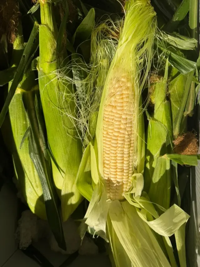 Elote Blanco / White Corn