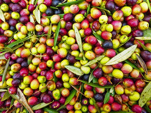 Aceituna fresca / Fresh Olives