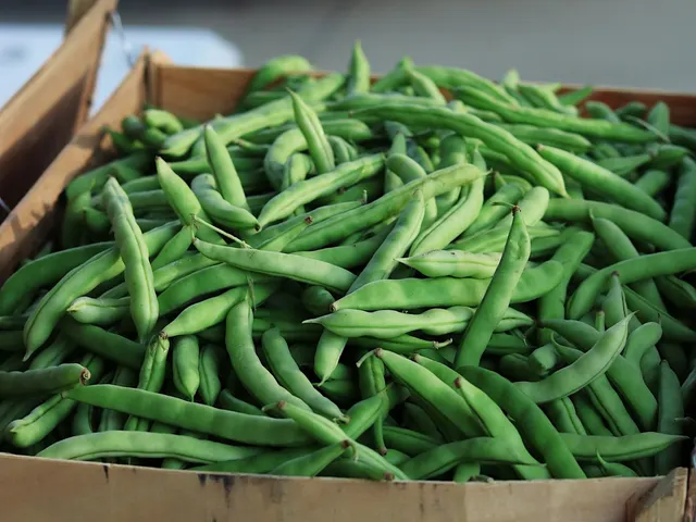 Ejote oaxaqueño / Oaxacan Green Bean