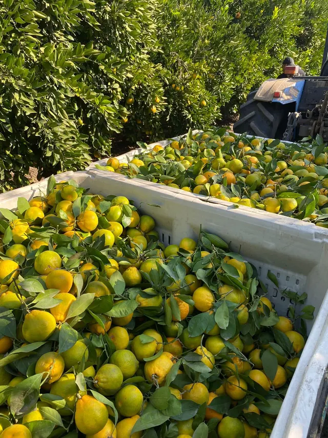 Mandarina con hoja / Tangerine Satsuma