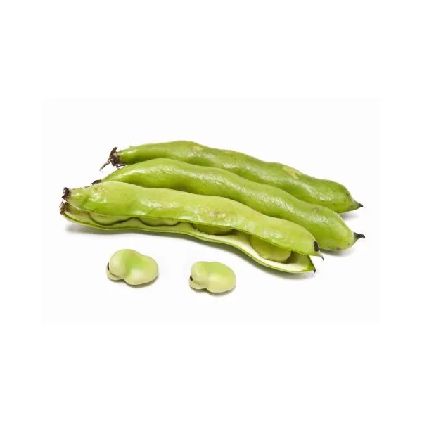 Haba fresca / Fava Bean