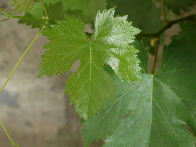 Hoja de parra / Grape Leaf