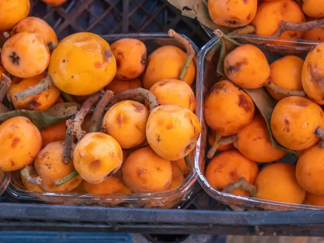 Níspero / Loquat