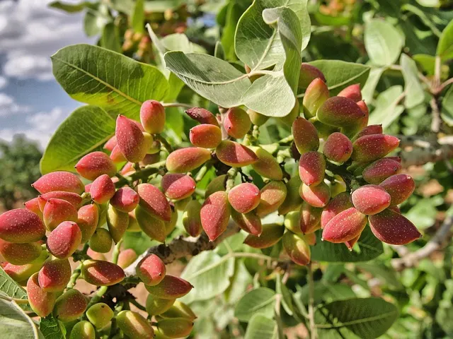 Pistache fresco / Fresh Pistachio