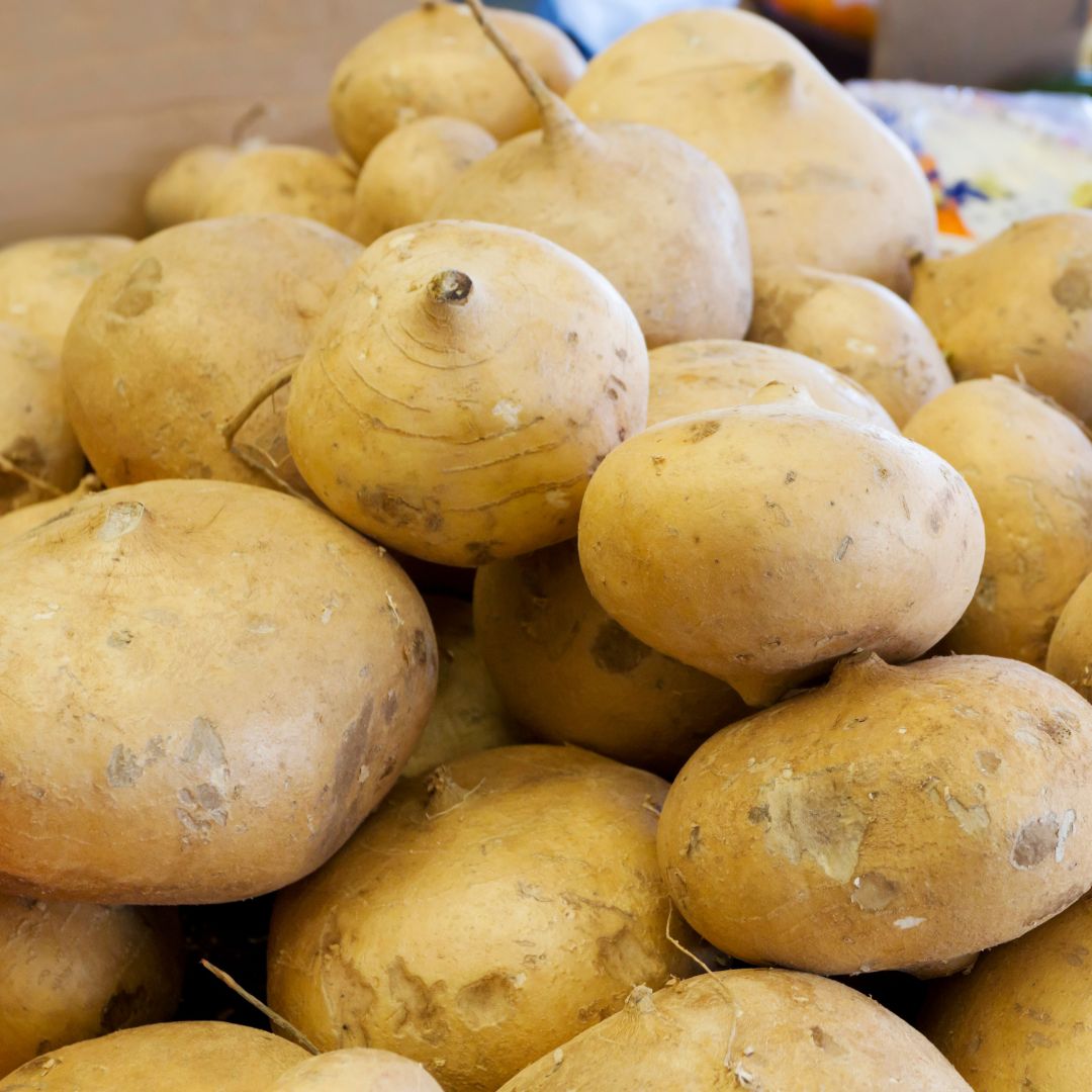 Jicama de agua / Jicama ESPIFRESH Distributor INC